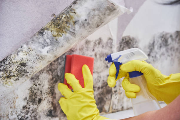 Why You Should Choose Our Mold Remediation Services in Navarre, OH